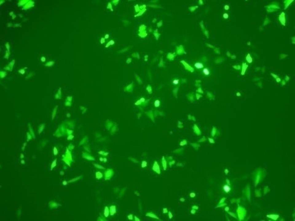 NEPA21 / CHO - Chinese Hamster Ovary cells - Transfection Efficiency 90 per cent